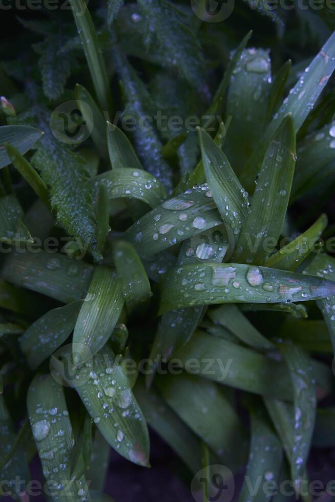 drops of water on long and wide leaves after rain photo