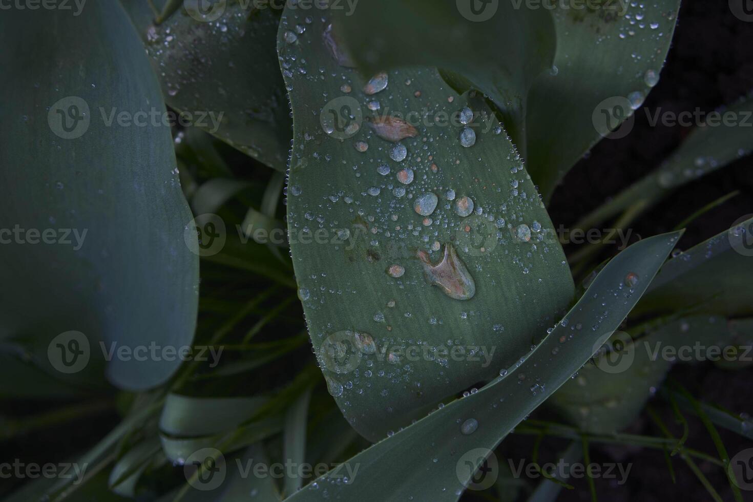 drops of water on long and wide leaves after rain photo