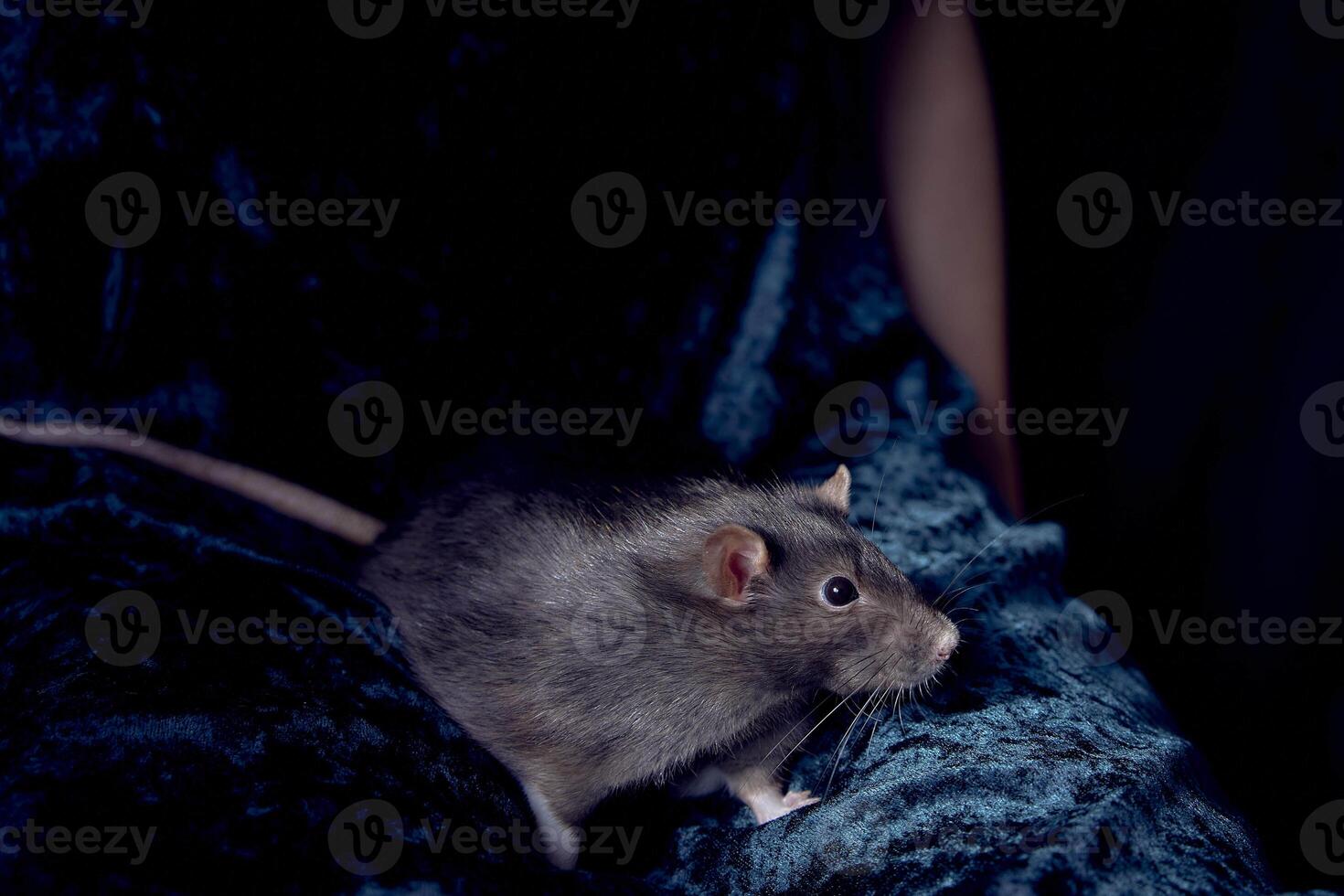 a berkshire standard rat cuddles with its owner photo