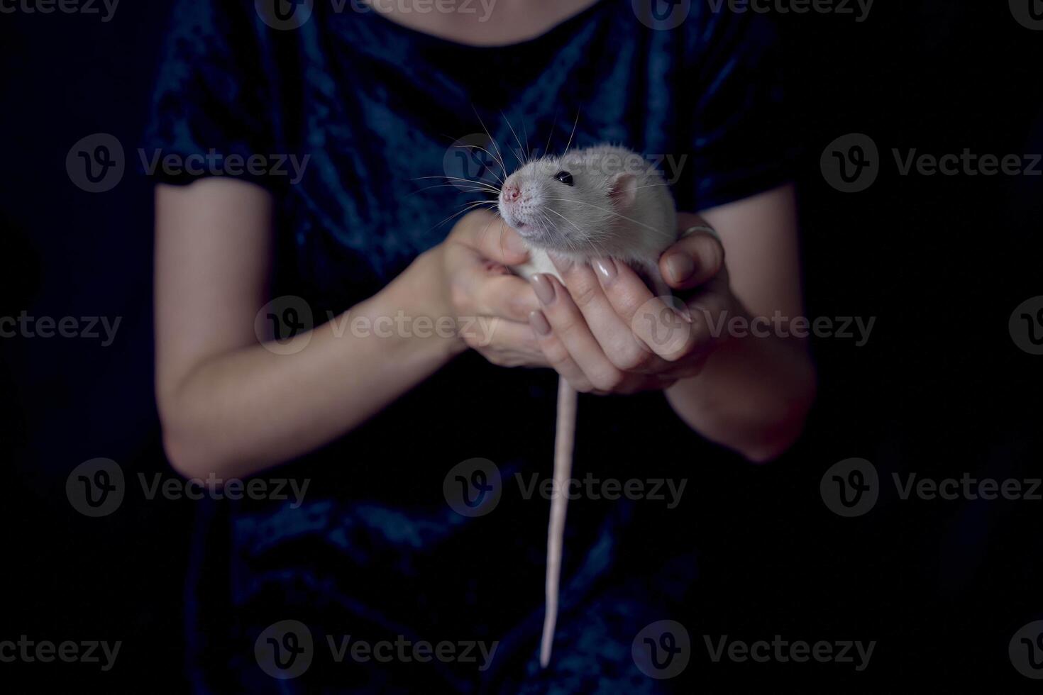 a husky dumbo rat cuddles with its owner photo