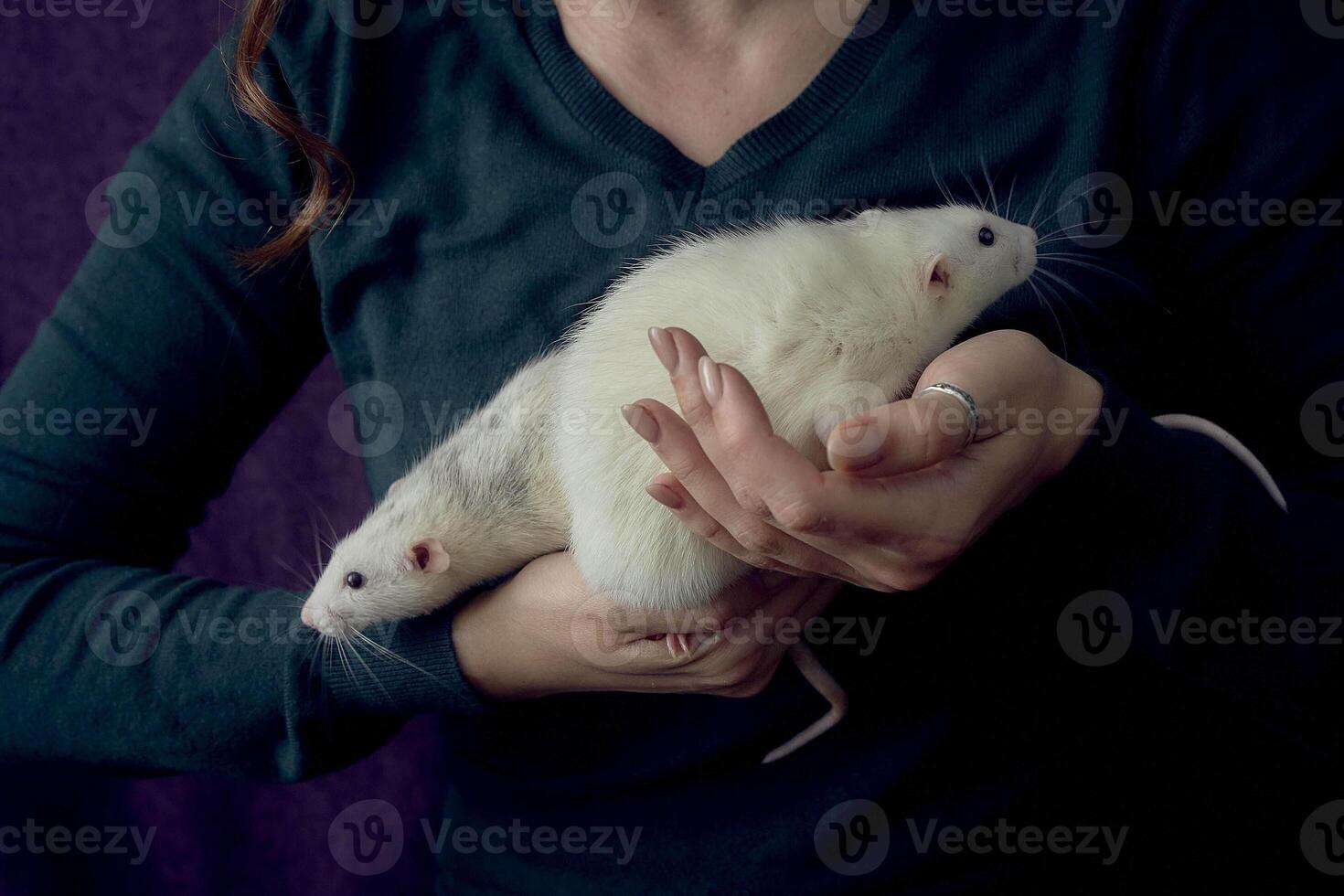 an albino standard rat and albino standard rat cuddles with theie owner photo