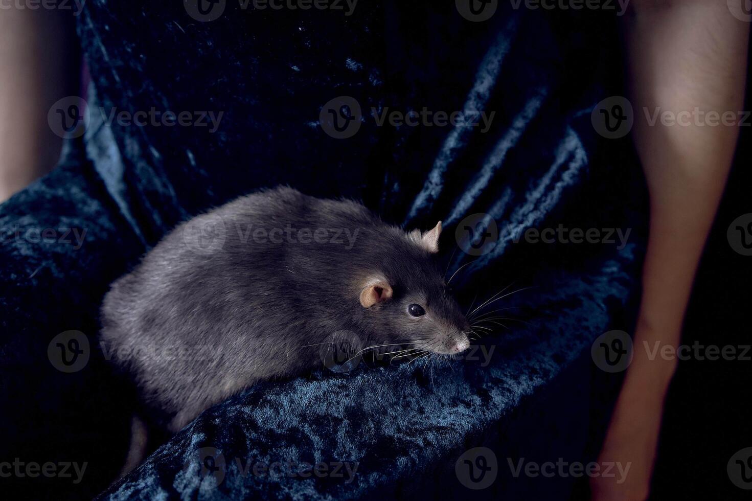 a berkshire standard rat cuddles with its owner photo