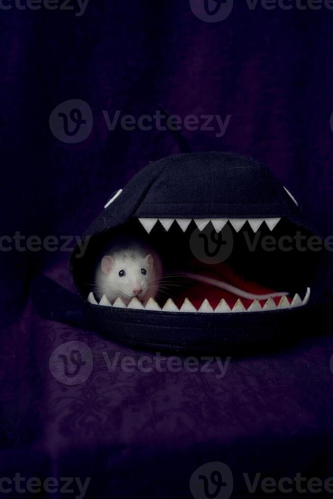 husky dumbo rat is hiding in the shark's bed house photo