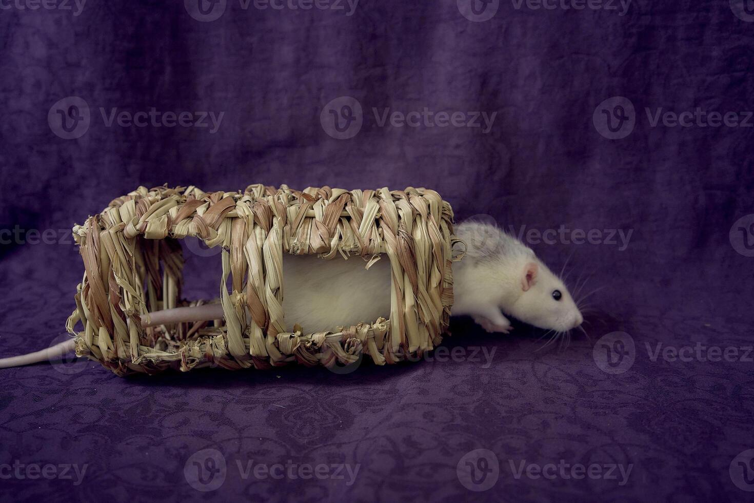 husky dumbo rat runs around a straw toy photo