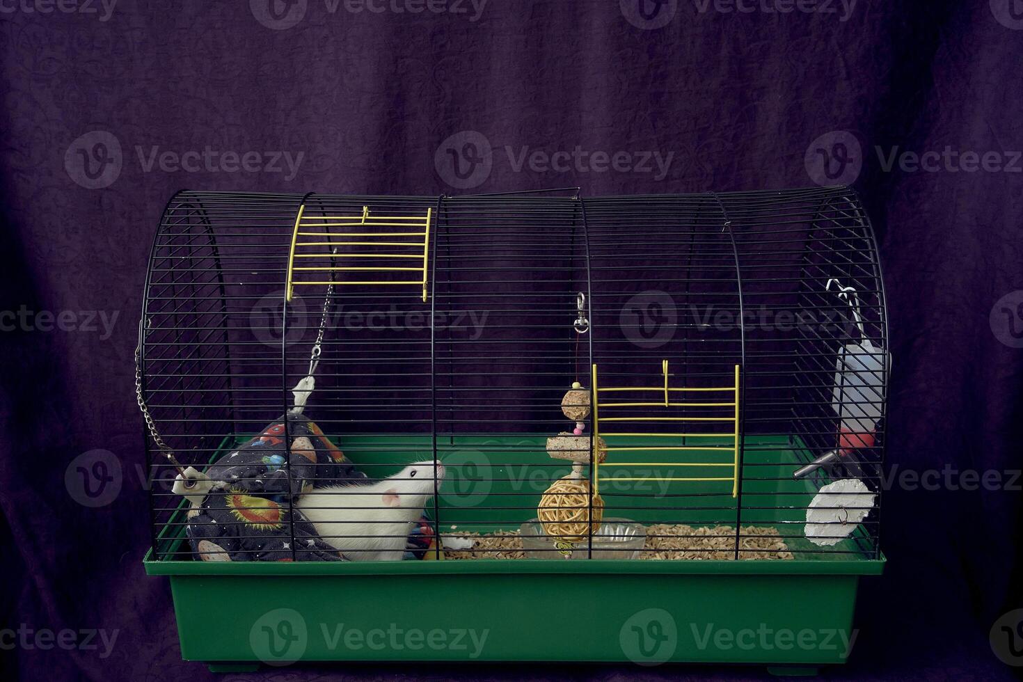 a pet rats in a cage too small for life photo