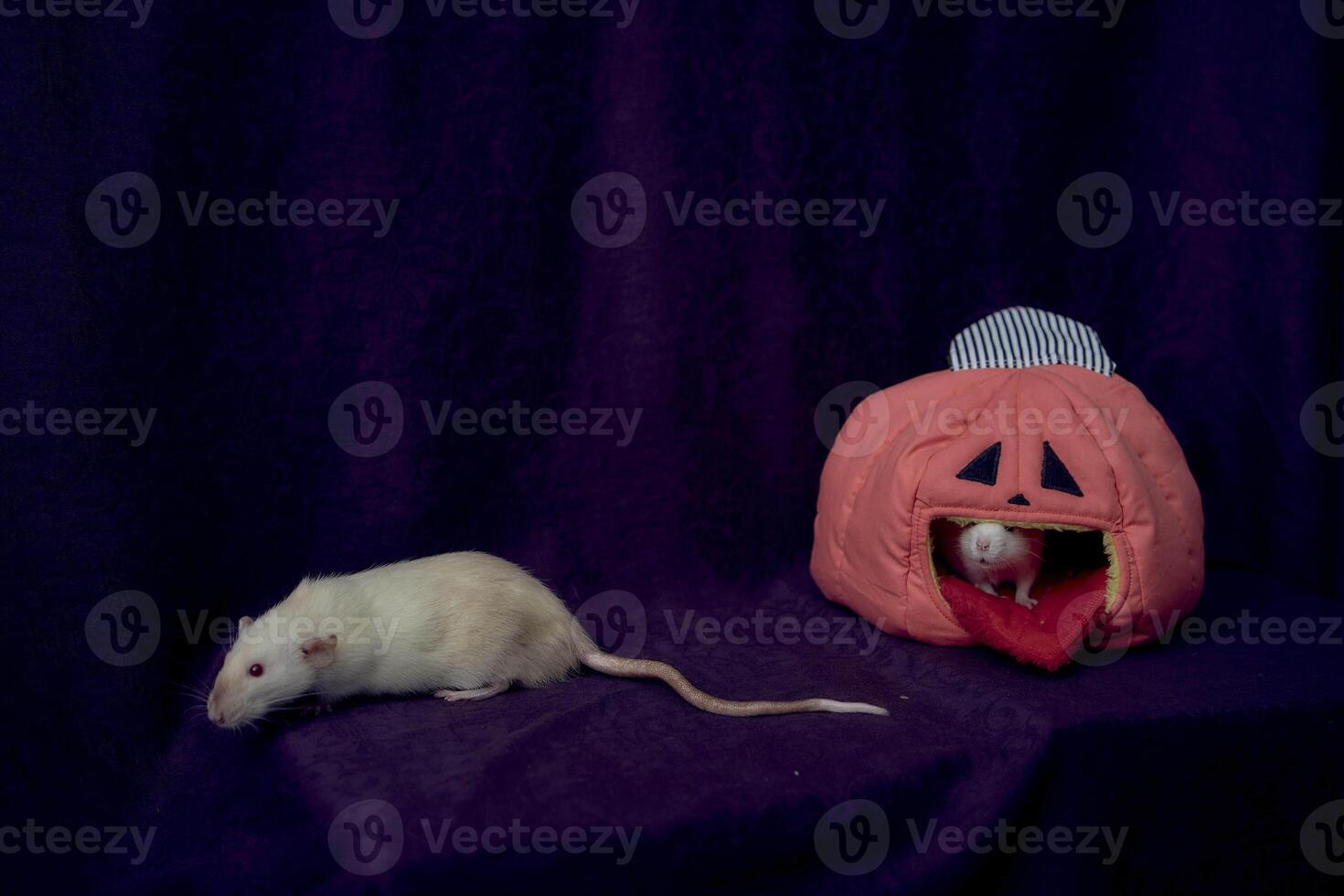 albino standard rat hides in the bed house in the shape of a pumpkin photo