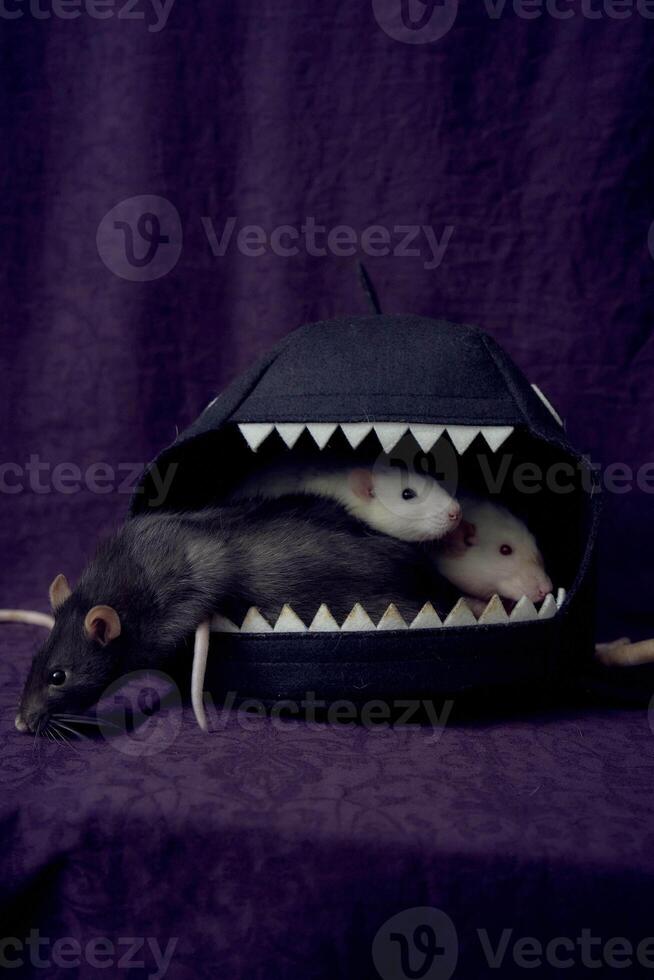 inquisitive pet rats run around the bed, a house in the shape of a shark photo
