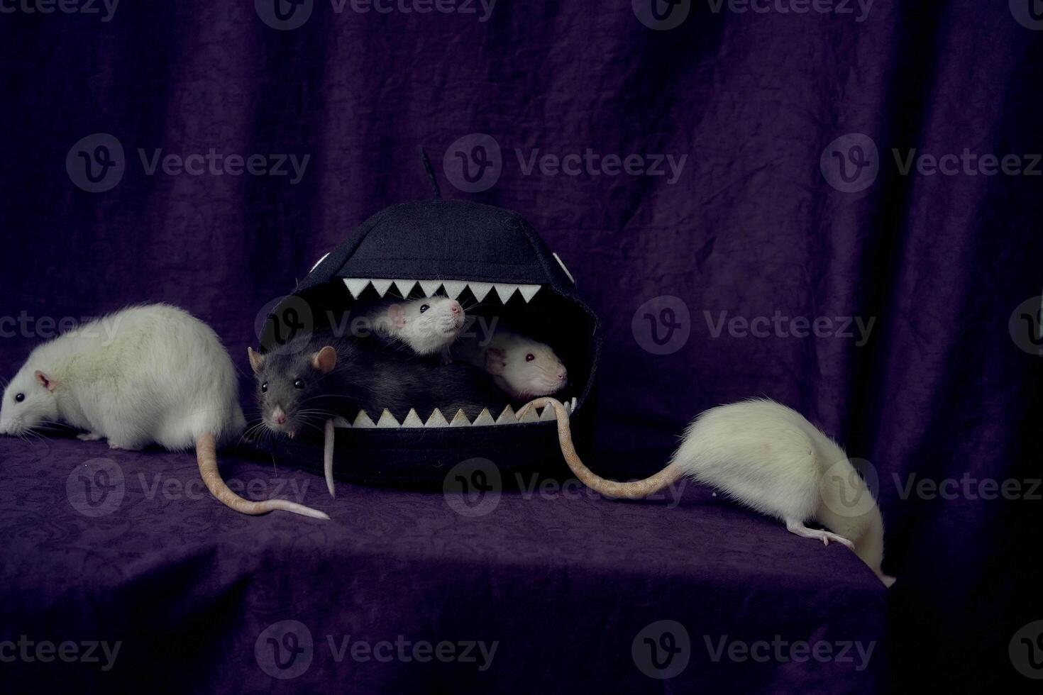 inquisitive pet rats run around the bed, a house in the shape of a shark photo