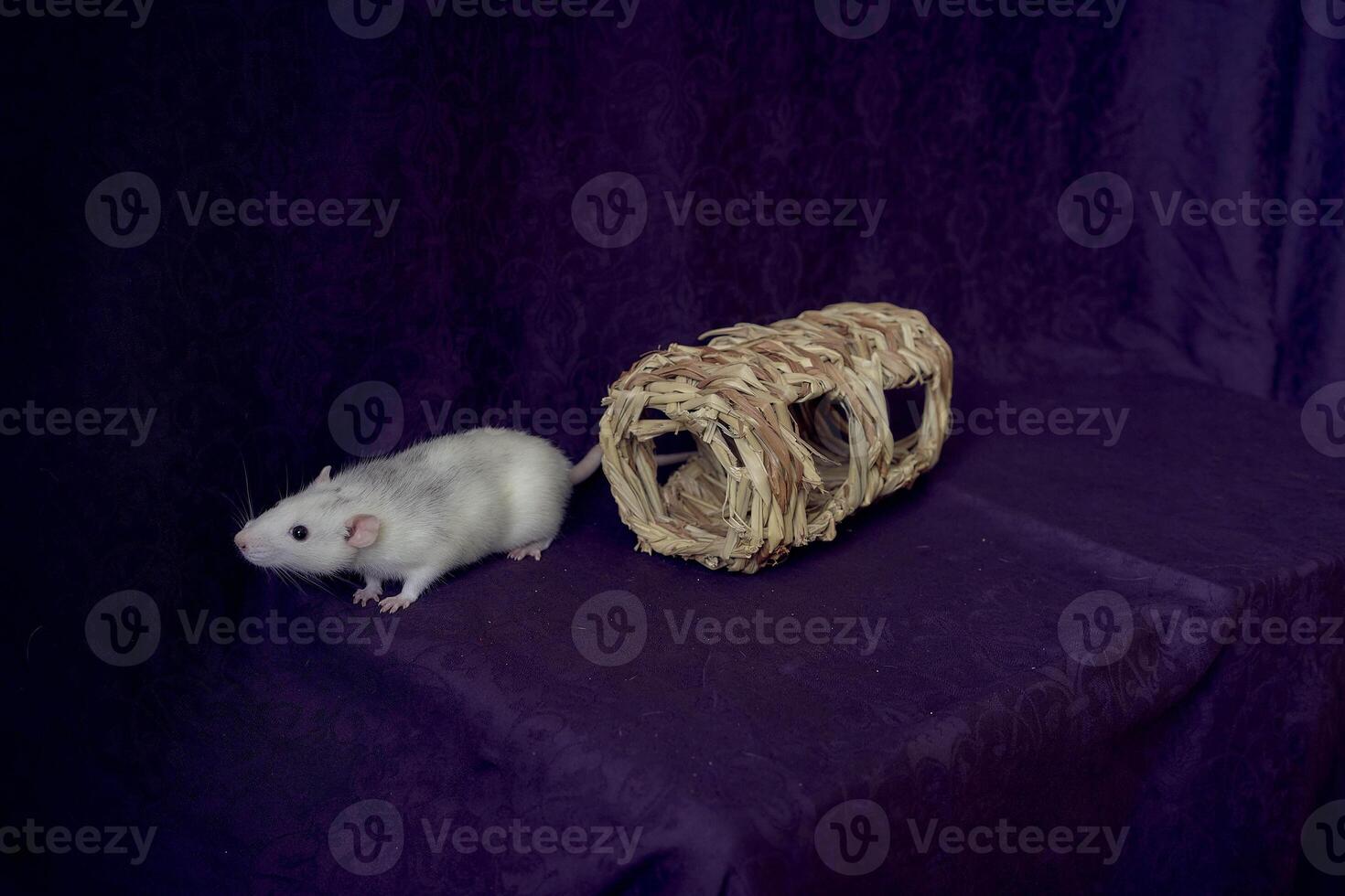 husky dumbo rat runs around a straw toy photo