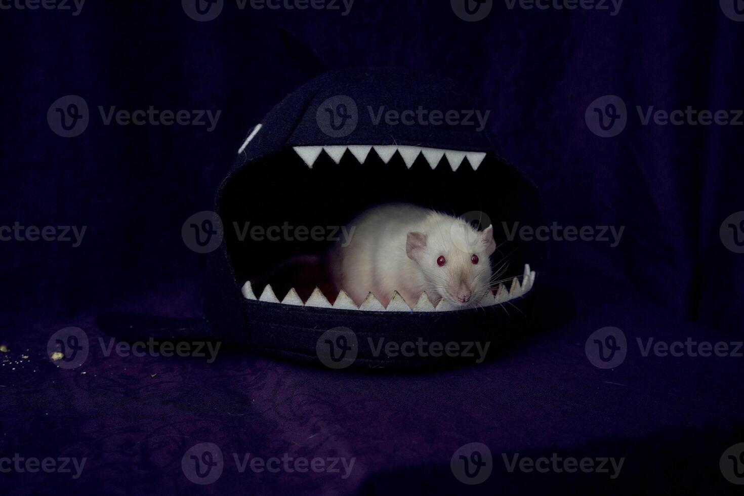 a siamese dumbo rat is hiding in the shark's bed house photo