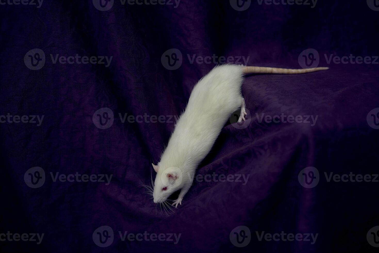 an albino standard rat cuddles with its owner photo