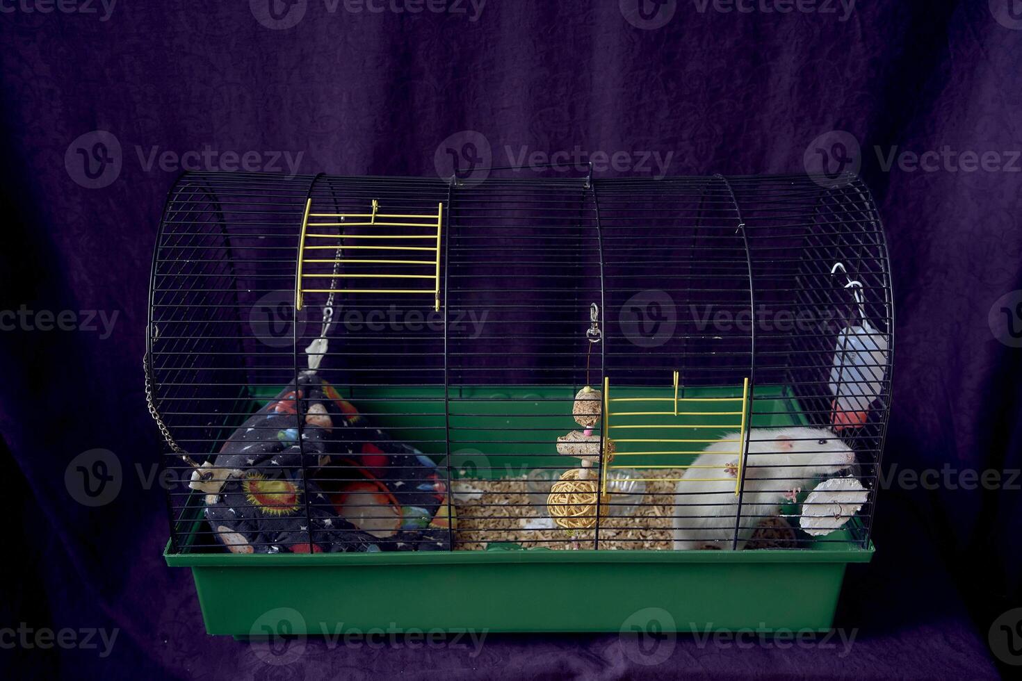 a pet rats in a cage too small for life photo