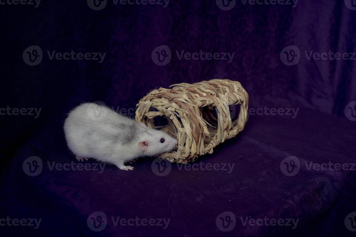 husky dumbo rat runs around a straw toy photo