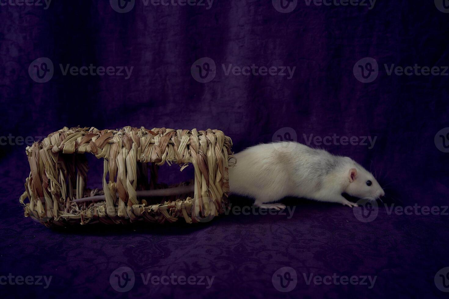 husky dumbo rat runs around a straw toy photo