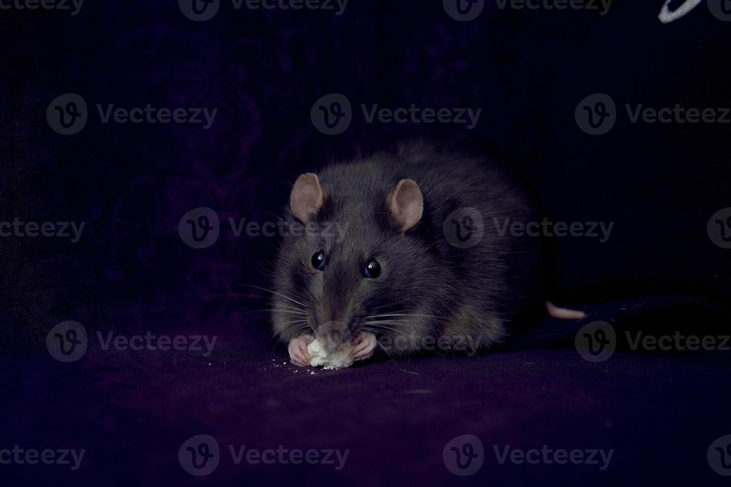 a fat berkshire standard rat eats popcorn photo