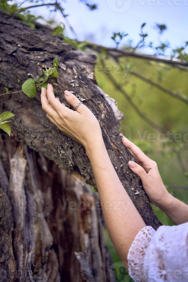 a beautiful woman in a white vintage dress with a train is stroking a tree damaged by a storm photo