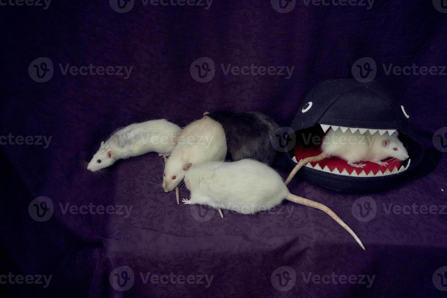 inquisitive pet rats run around the bed, a house in the shape of a shark photo
