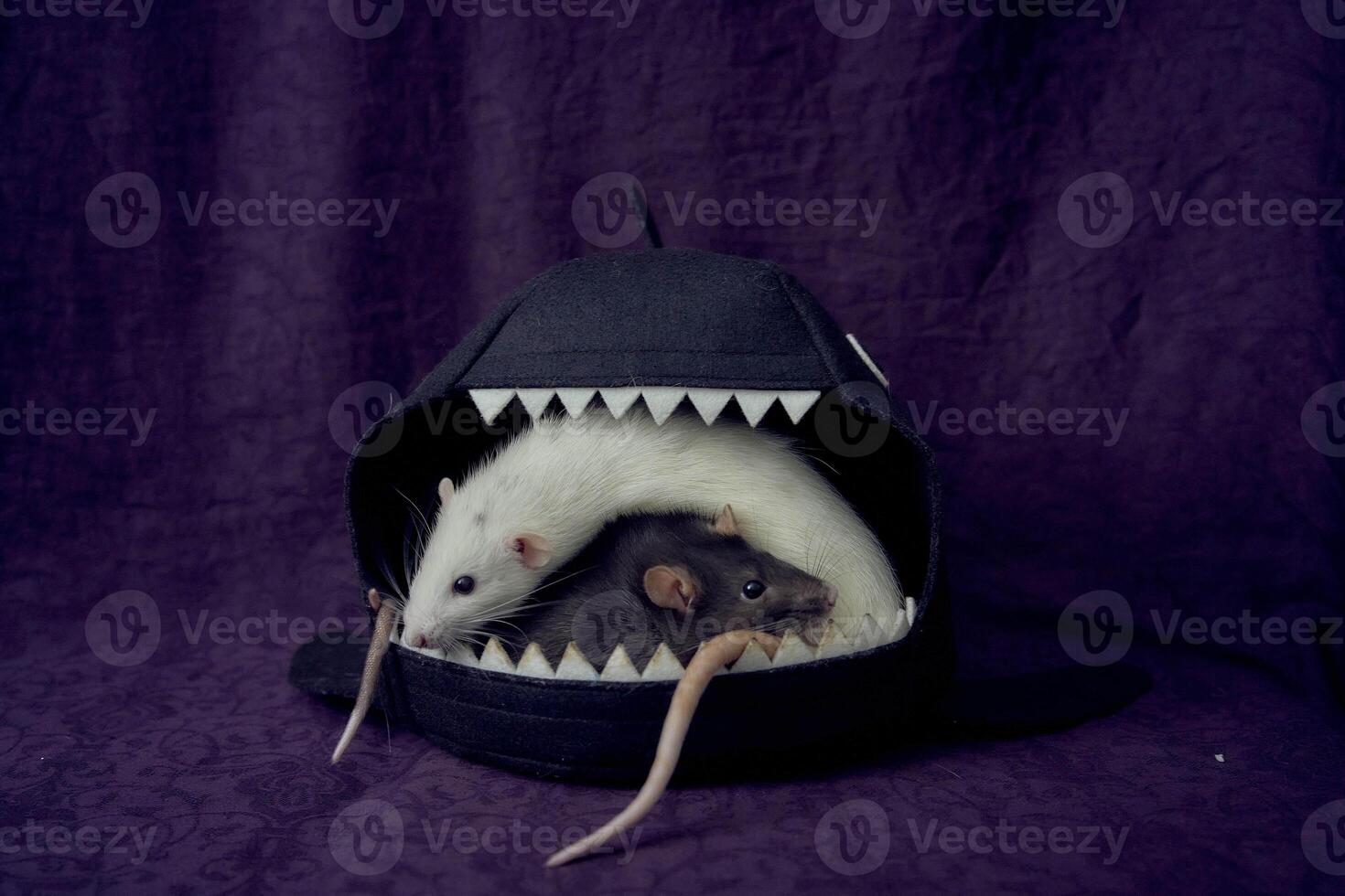 inquisitive pet rats run around the bed, a house in the shape of a shark photo
