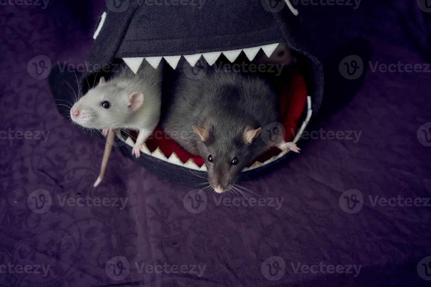 inquisitive pet rats run around the bed, a house in the shape of a shark photo