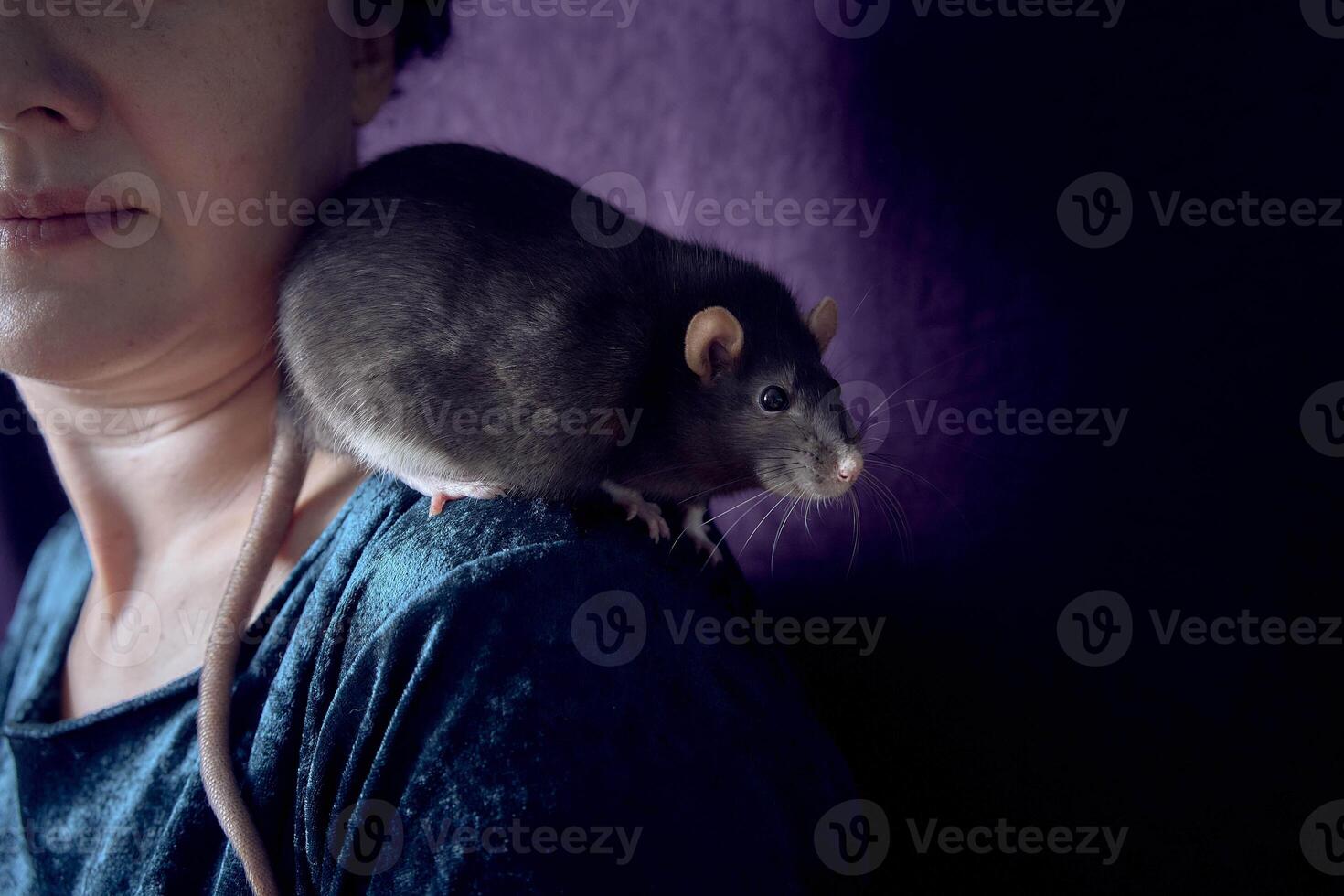 a berkshire standard rat cuddles with its owner photo