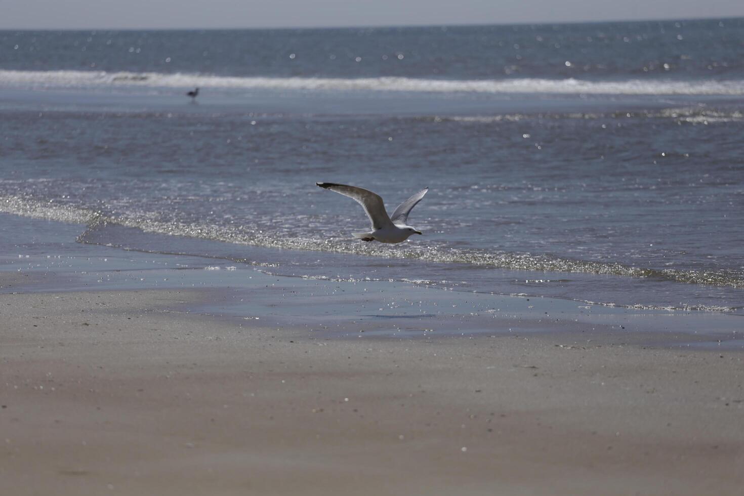 seagulls and other birds look for food at the sea, nature reserve photo
