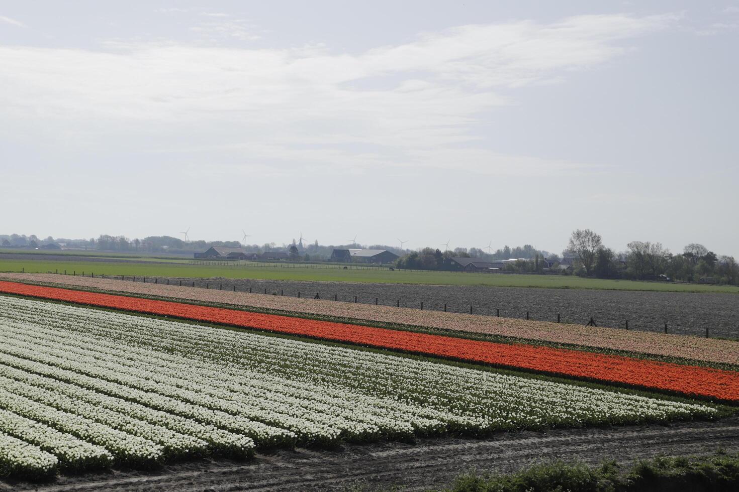 tulips blooming, springtime, the netherlands, flowerfields photo