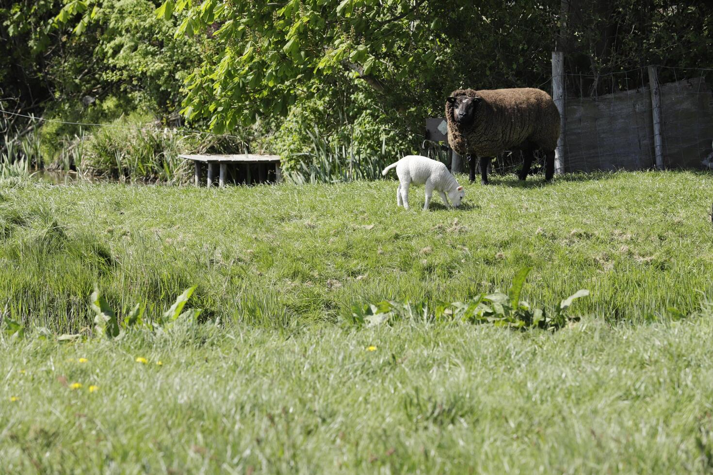 sheep and lambs in the meadow in the Netherlands photo