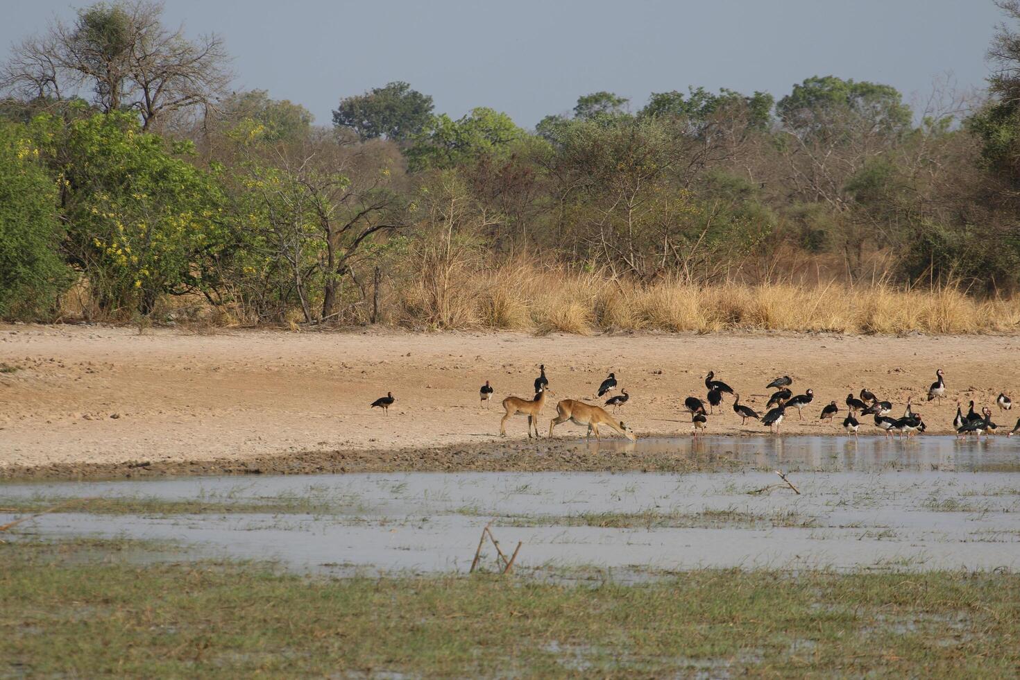 impalas and other animals drinking water in a lake in pendjari np, benin photo