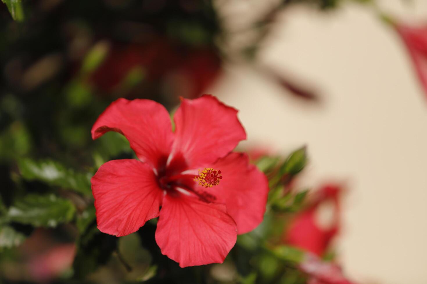 red hibiscus flower photo
