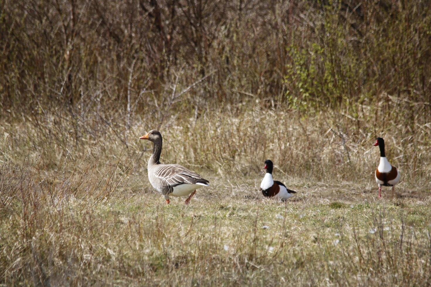 a paradise for birds, the dunes with shallow lakes, birds lay their eggs and find food, vlieland, the netherlands photo