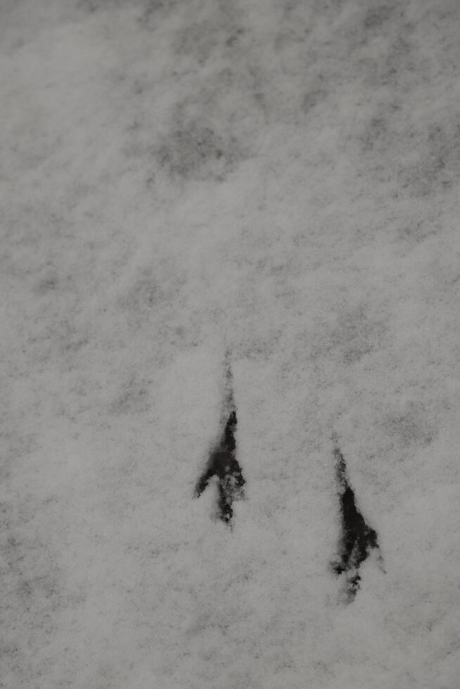footprints in the snow, birds photo