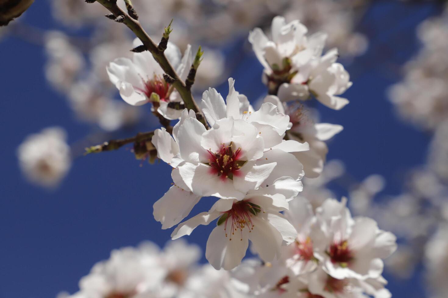 blooming almond flowers photo