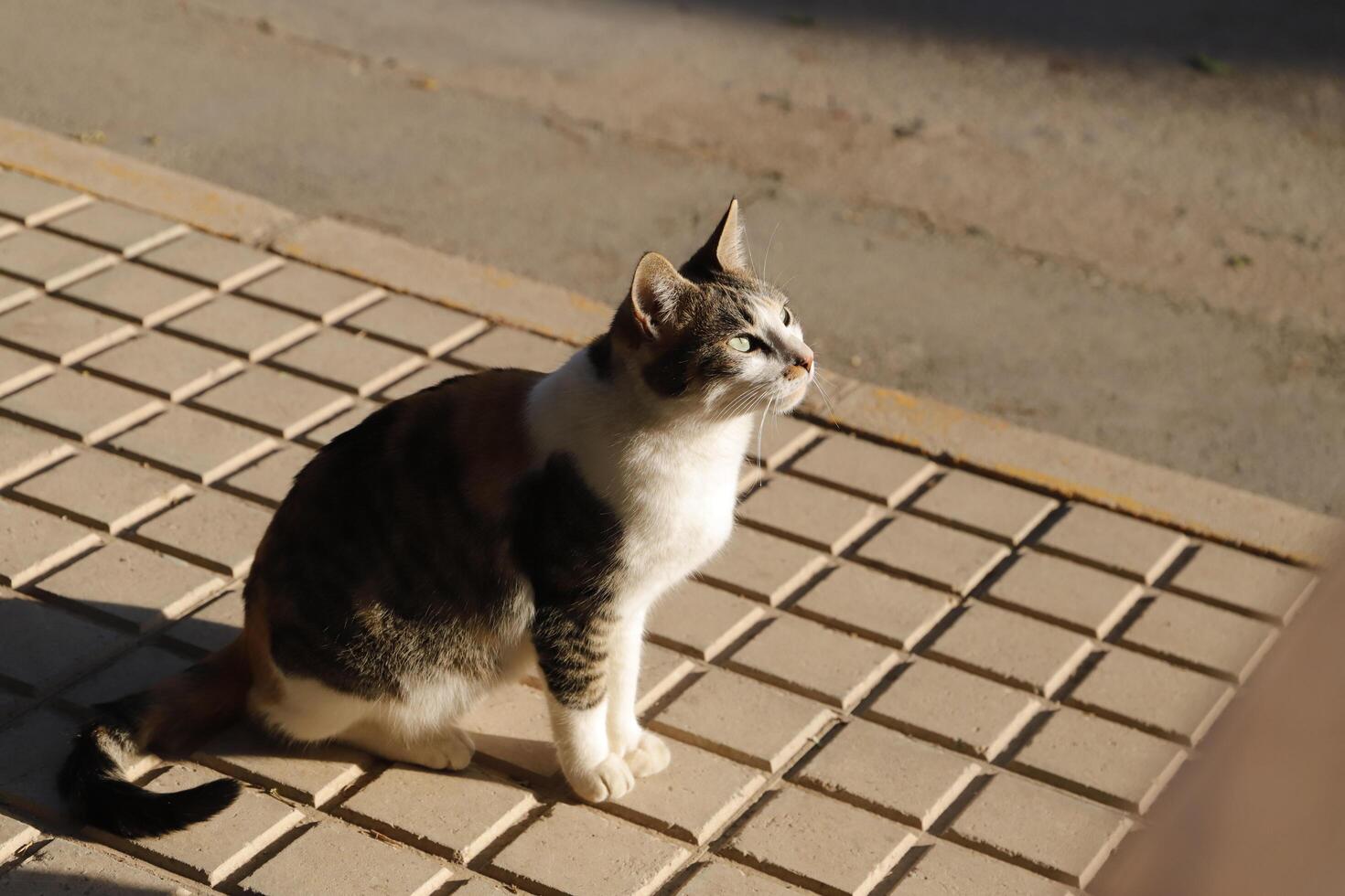 red, black and white tiger cat photo