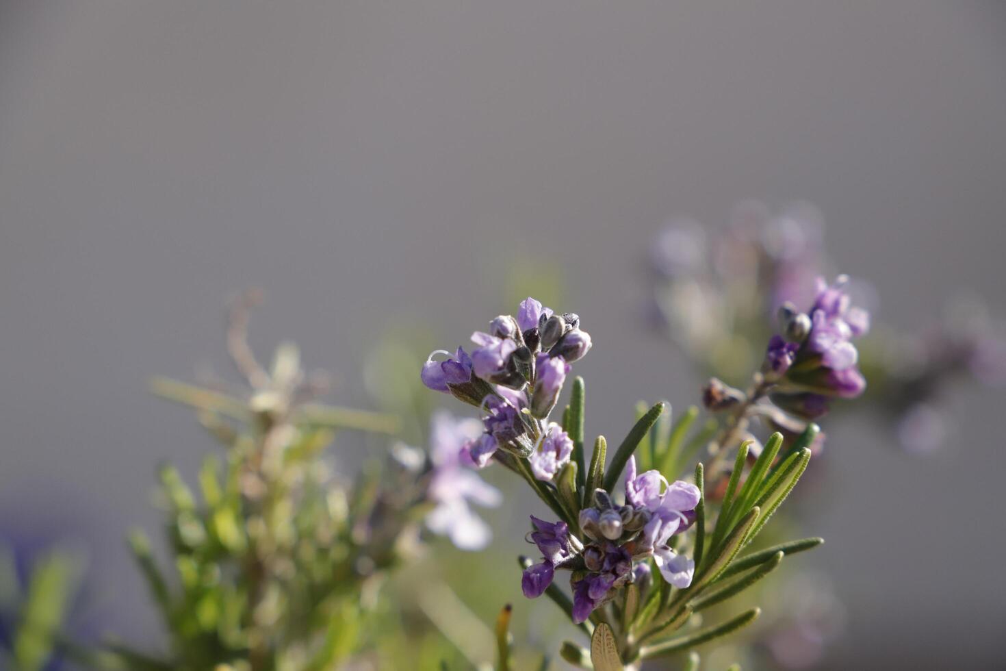 rosemary with blue flowers photo