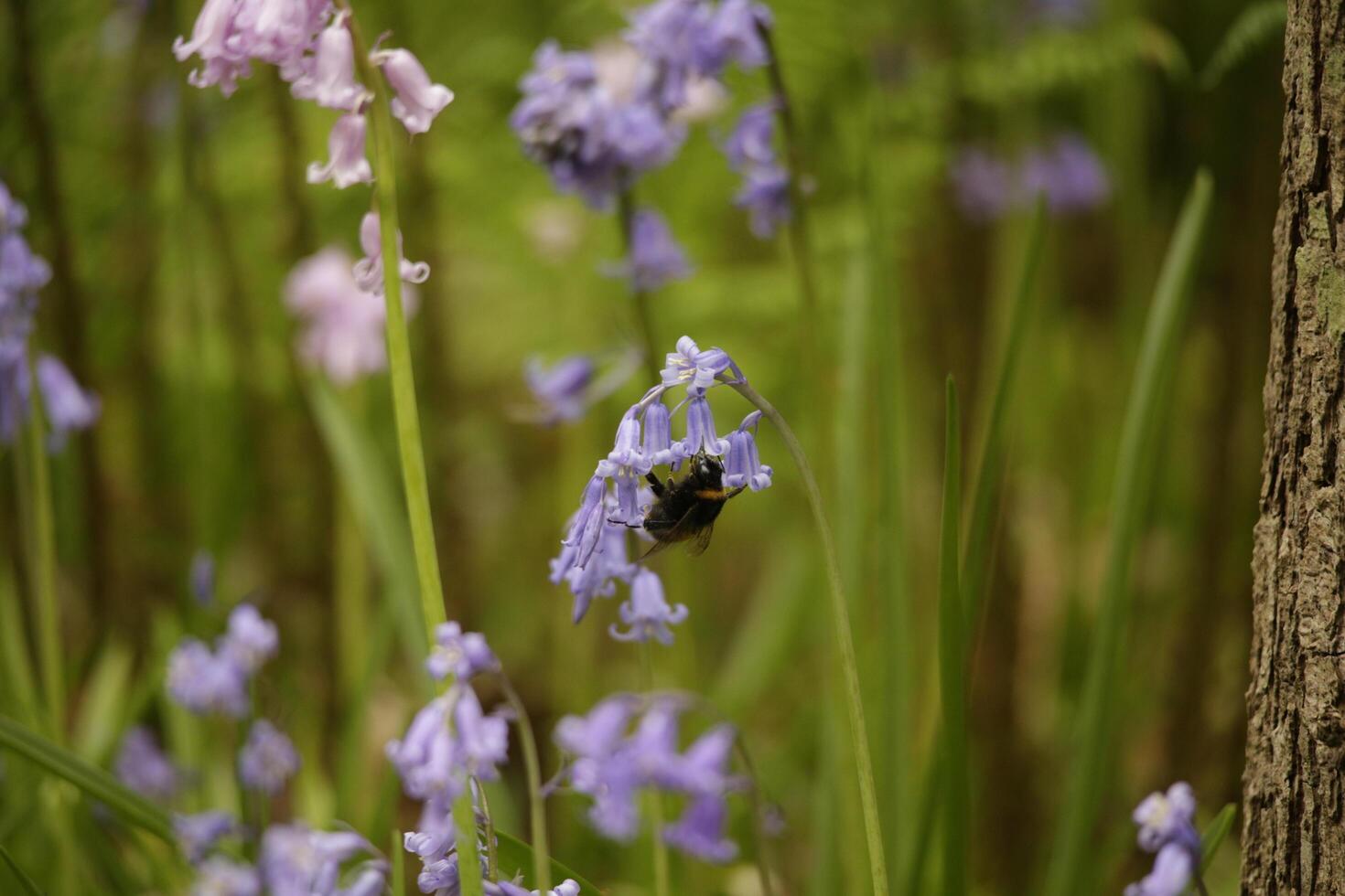 blue bells in the forest, spring, the netherlands photo