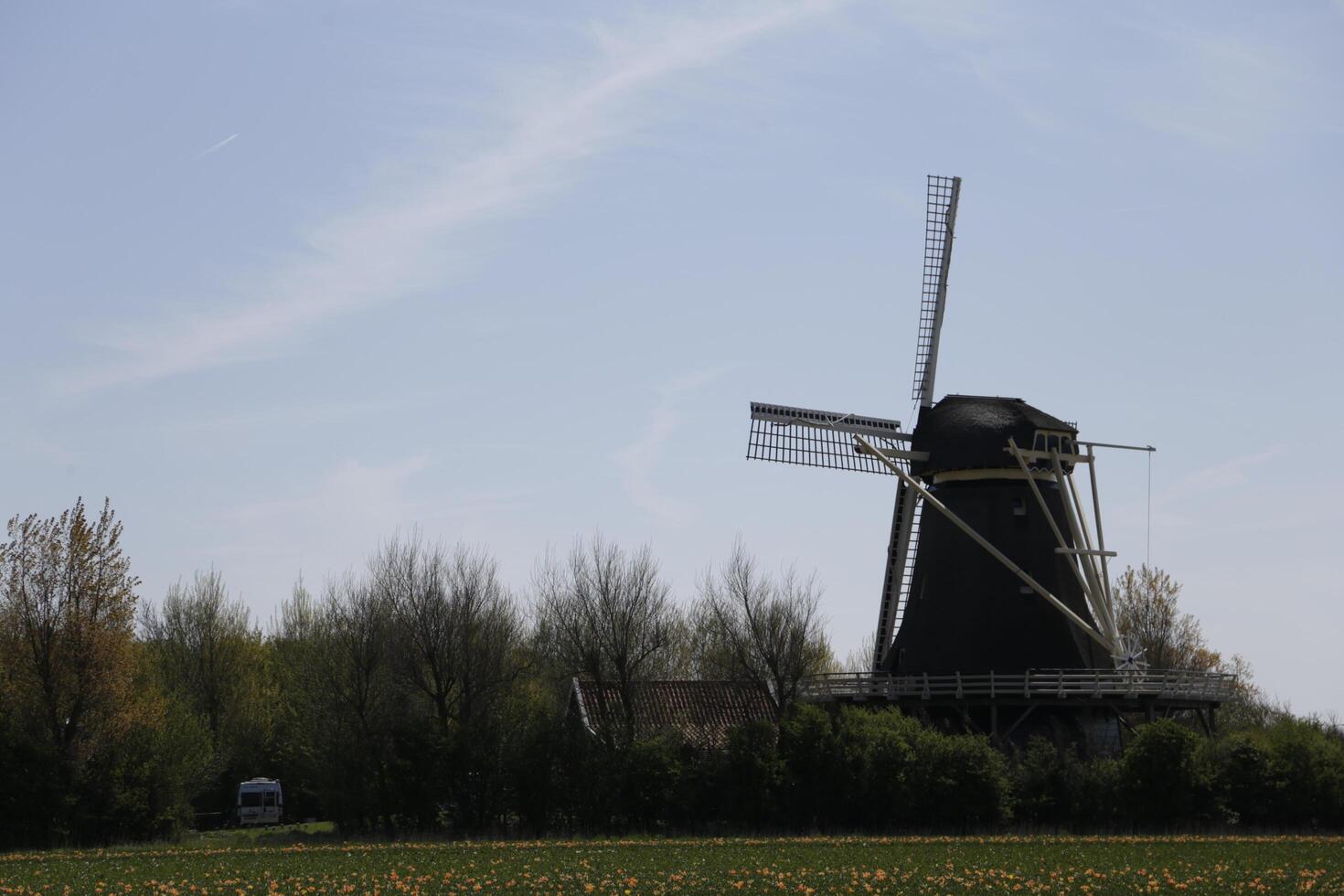 flowering Zijpe event, where you can take a walk through the tulips and other flower bulb fields photo