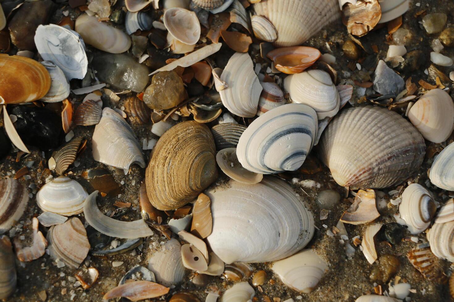 shells, beach in the winter, netherlands photo