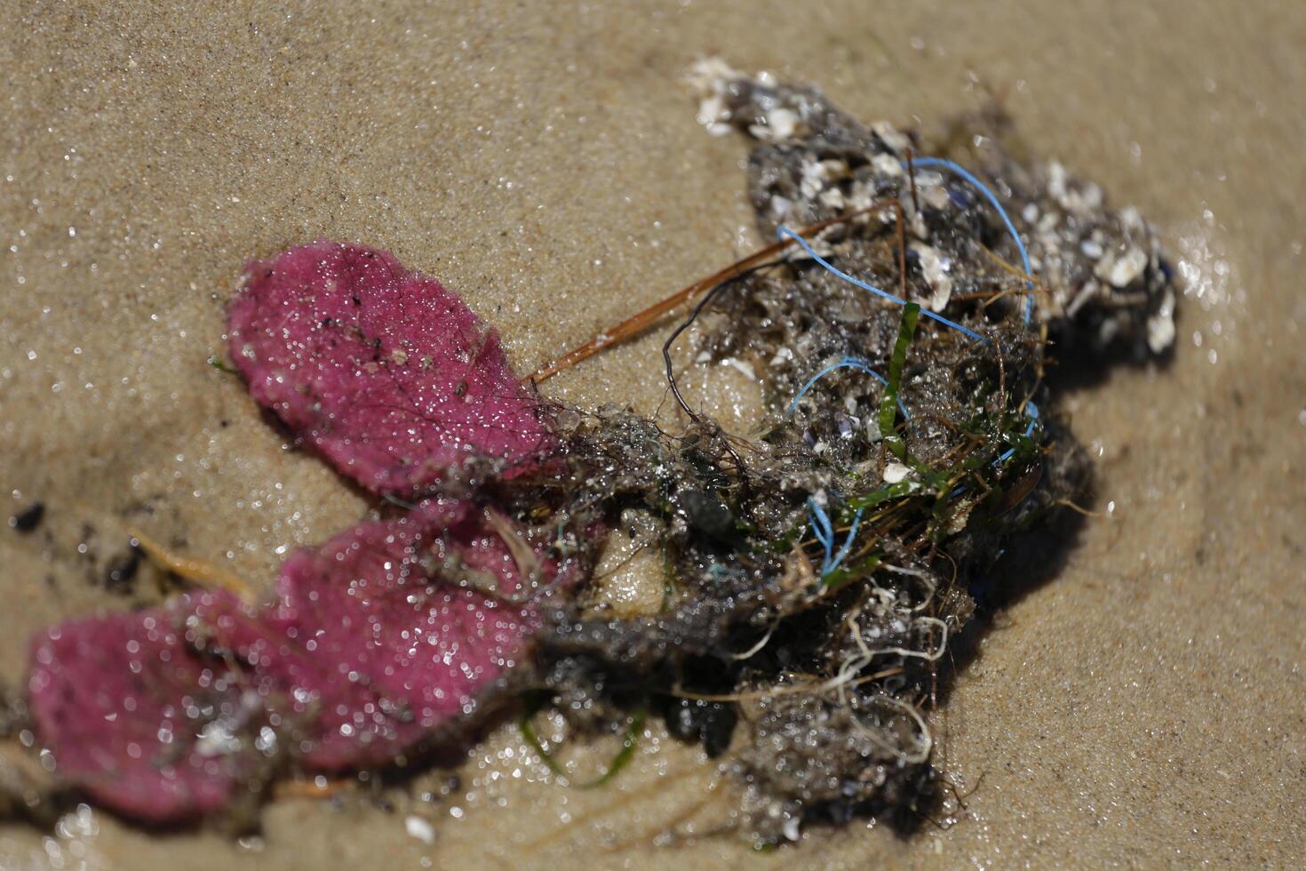 plastic pollution, a danger for sea life, algae with nylon thread and other plastic waste photo
