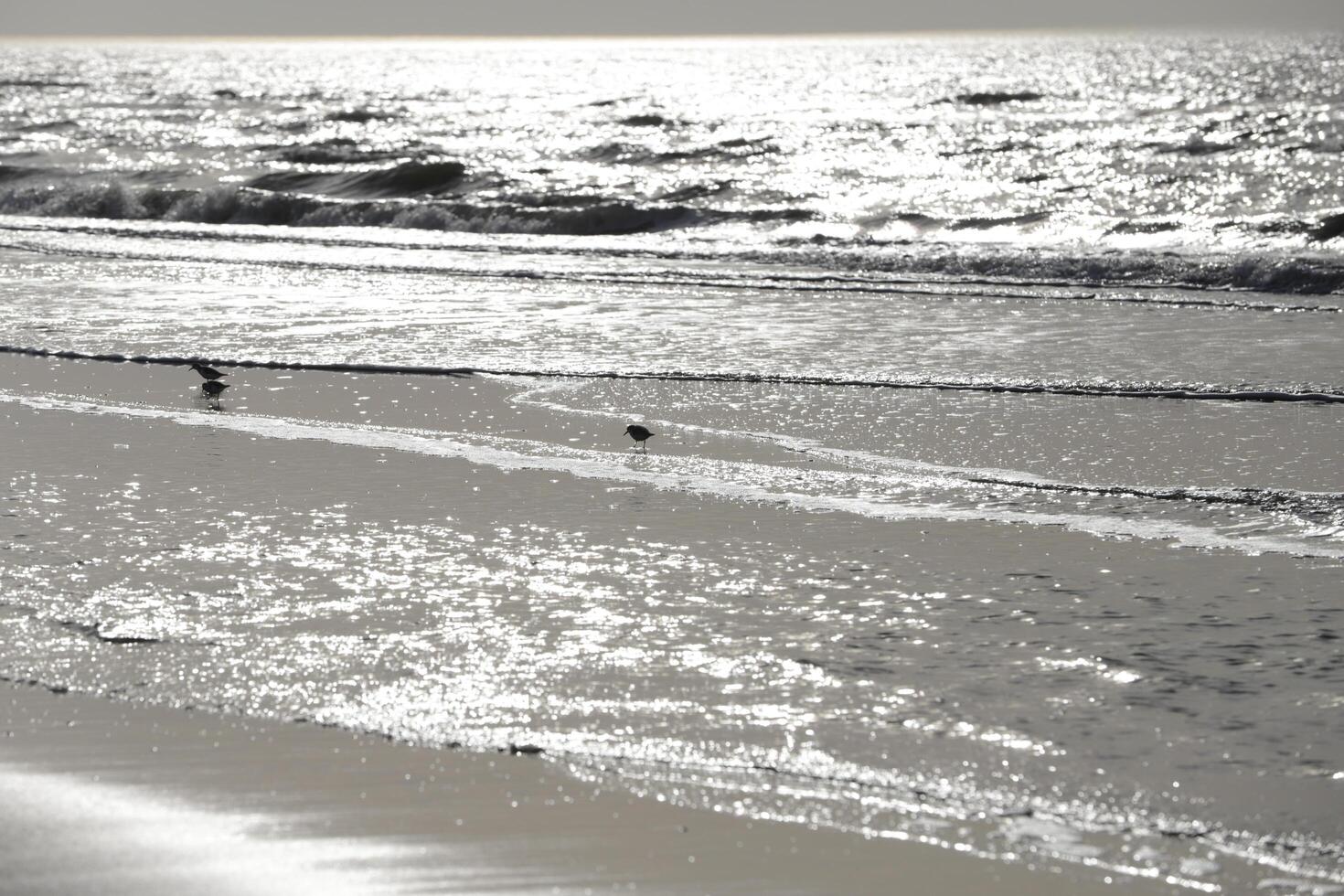 low tide, beach in the winter, netherlands photo