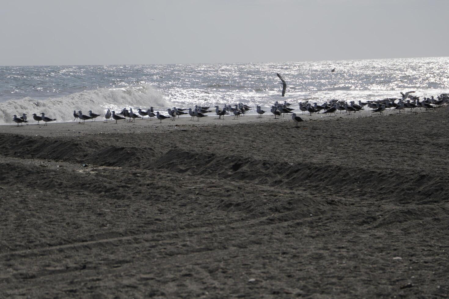 seagulls at the beach and in the sky photo
