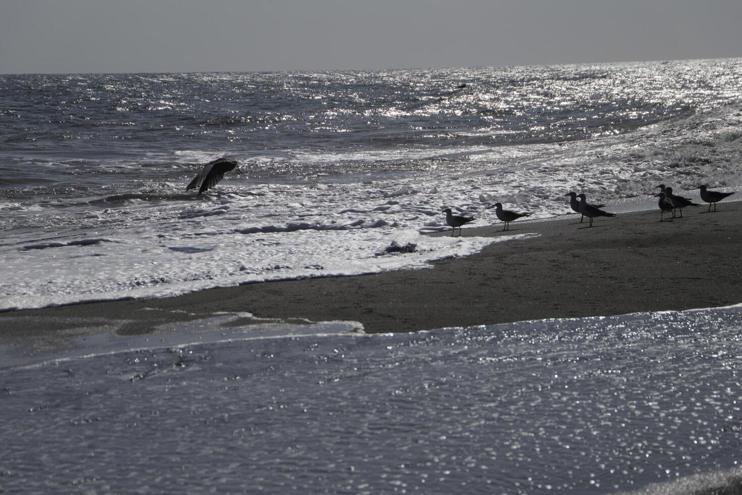 seagulls at the beach and in the sky photo