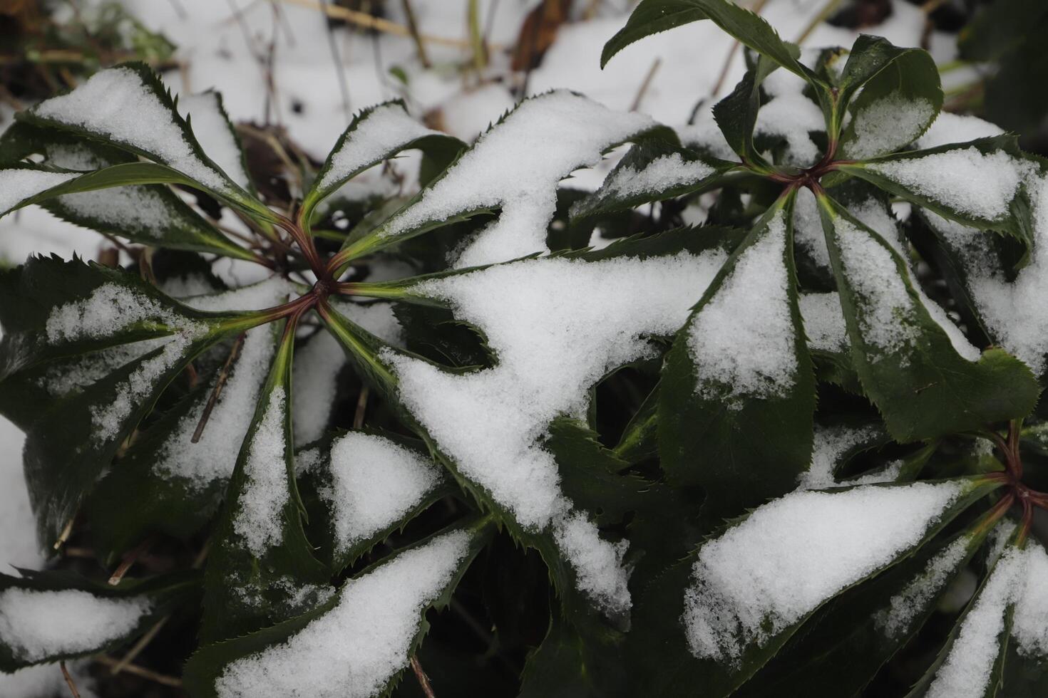snow in the garden, plants photo