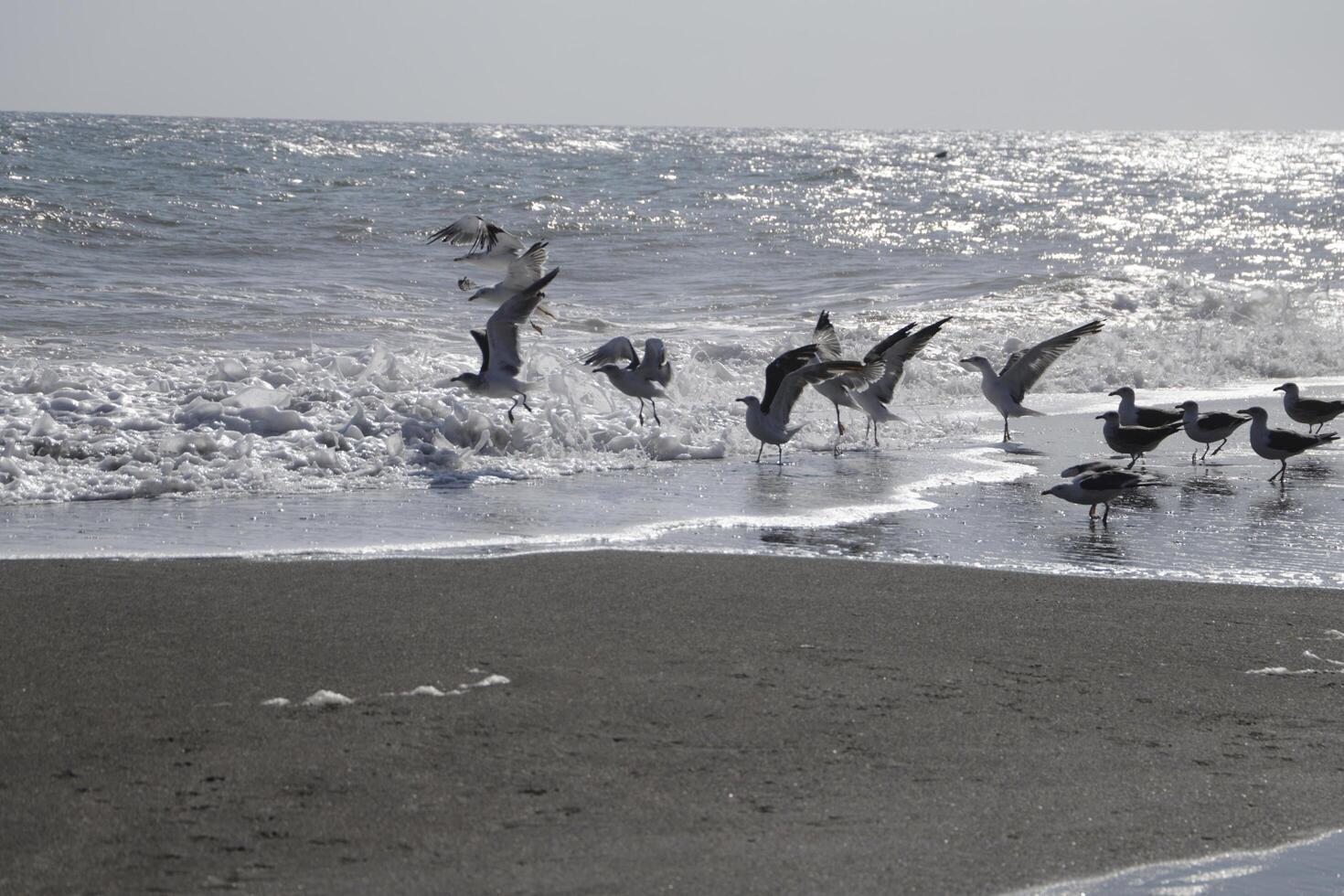 seagulls at the beach and in the sky photo