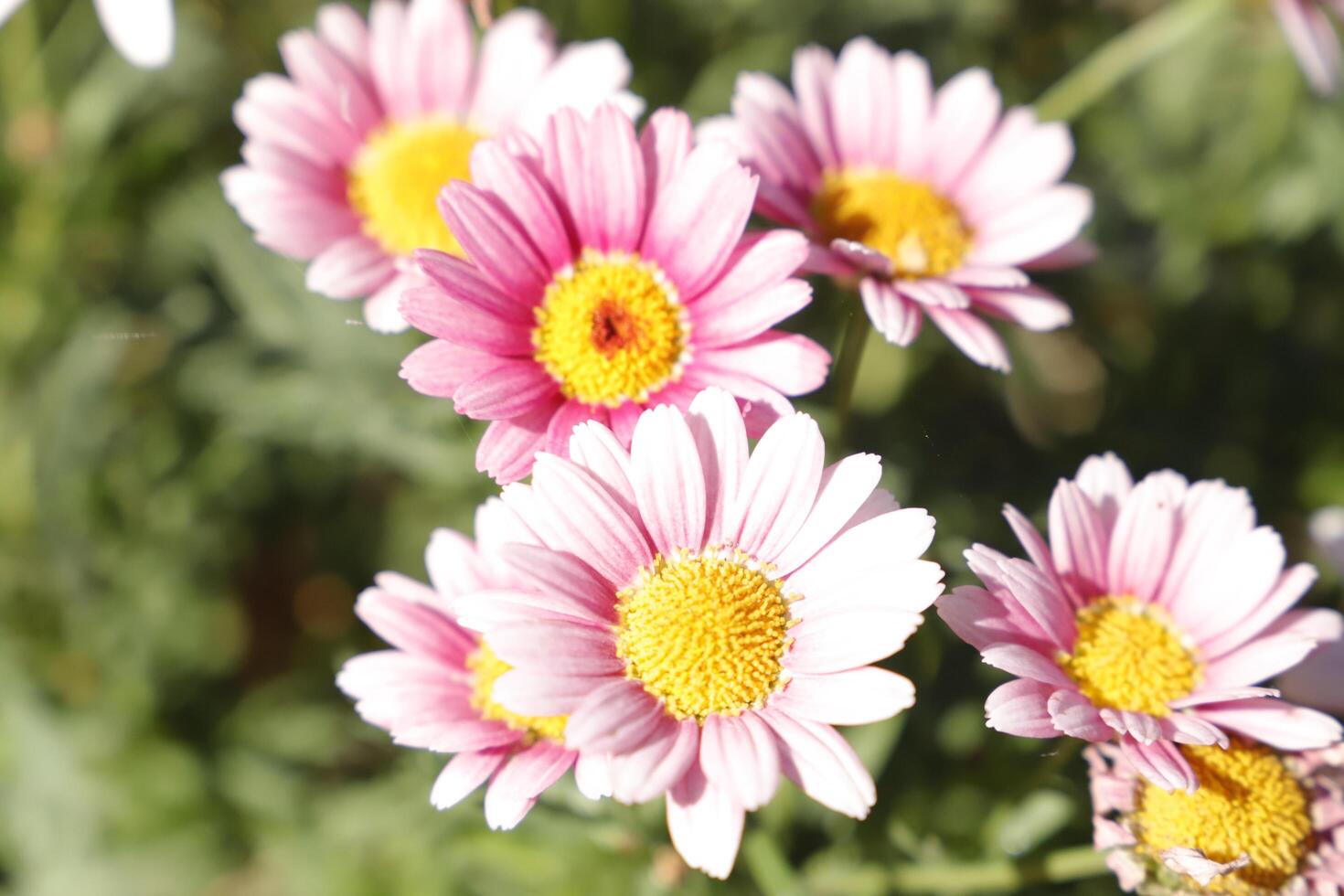 pink flowers in the spring photo