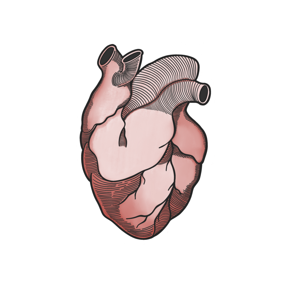 Human Heart Transparent Background Illustration png