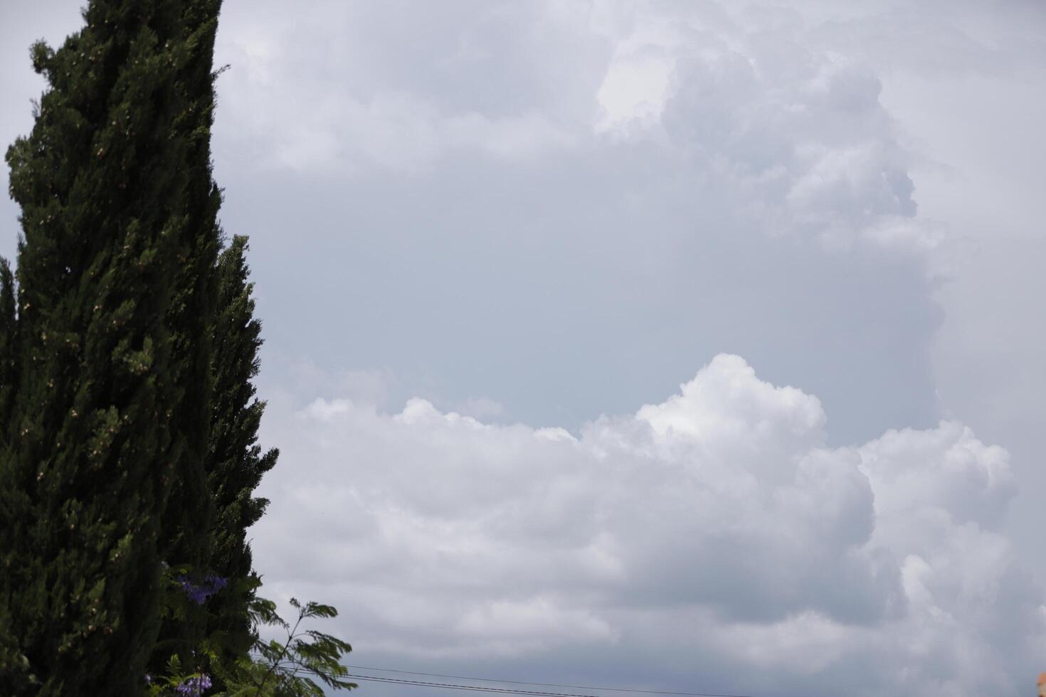 clouds and a cipres tree photo