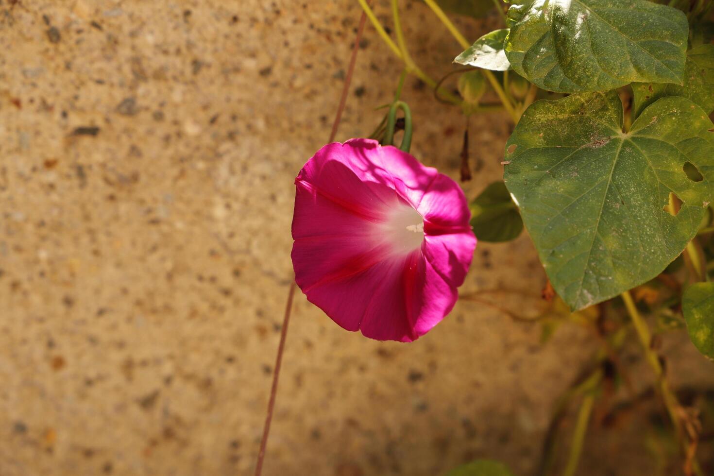 pink Solanales flower photo