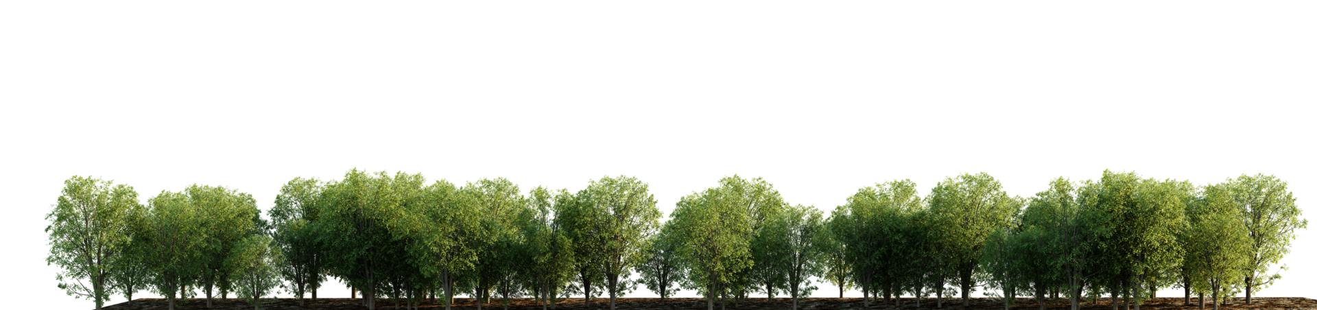 Trees forest on a transparent background png