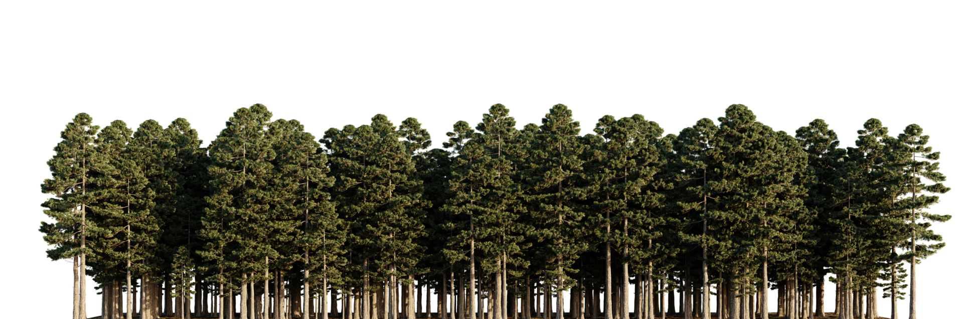 Trees forest on a transparent background png