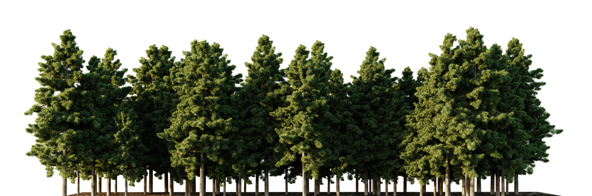 Trees forest on a transparent background png